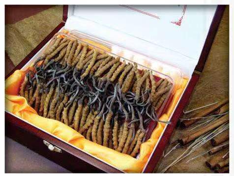 南溪冬虫夏草回收